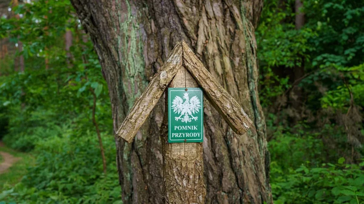 Wysokie Mazowieckie atrakcje, które zaskoczą każdego turystę