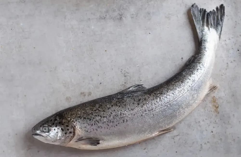Czy łosoś występuje w Bałtyku? Odkryj jego zagrożoną populację