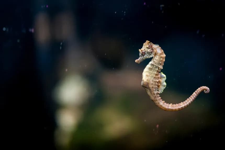 Czy koniki morskie żyją w Bałtyku? Odkryj prawdę o ich braku