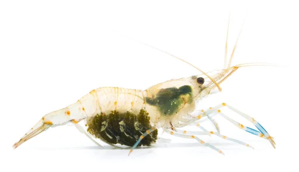 Czy w Bałtyku są krewetki? Odkryj ich niezwykłe gatunki i siedliska