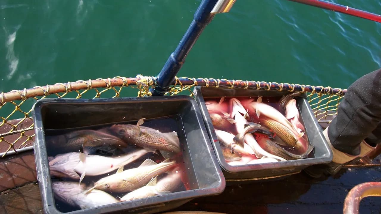 Kiedy można łowić dorsza na Bałtyku? Sprawdź zasady i terminy