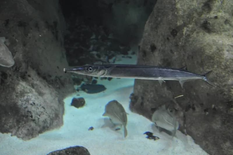 Jakie ryby są w Bałtyku? Odkryj gatunki i ich znaczenie ekologiczne