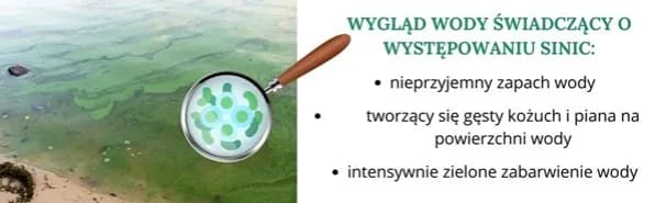 Jak wyglądają sinice w Bałtyku i co warto o nich wiedzieć