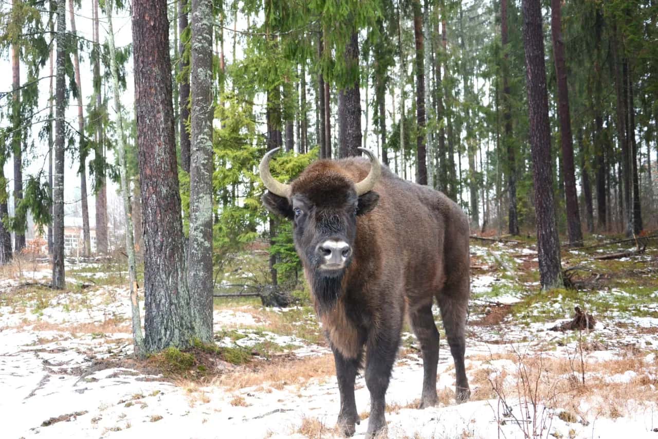 Kopna Góra atrakcje, które zaskoczą każdego miłośnika przyrody