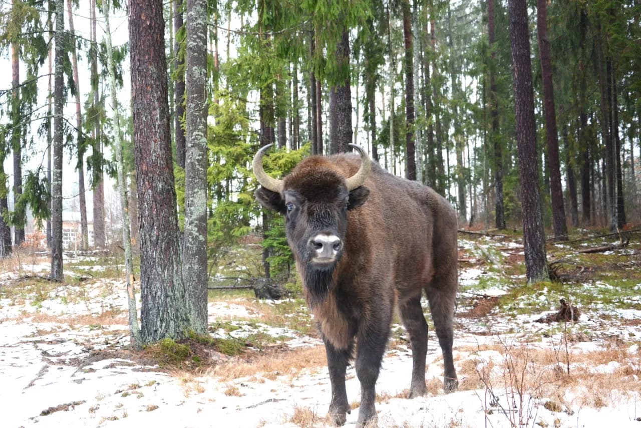 Kopna Góra atrakcje, które zaskoczą każdego miłośnika przyrody