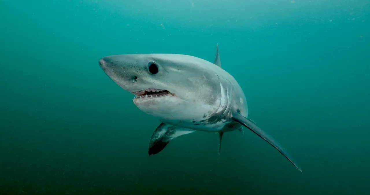 Jakie rekiny żyją w Bałtyku? Odkryj fascynujące gatunki morskie