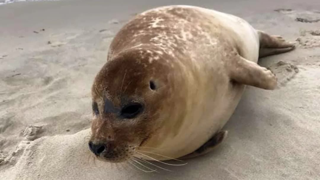 Czy w Bałtyku są foki? Oto, co musisz wiedzieć o ich gatunkach