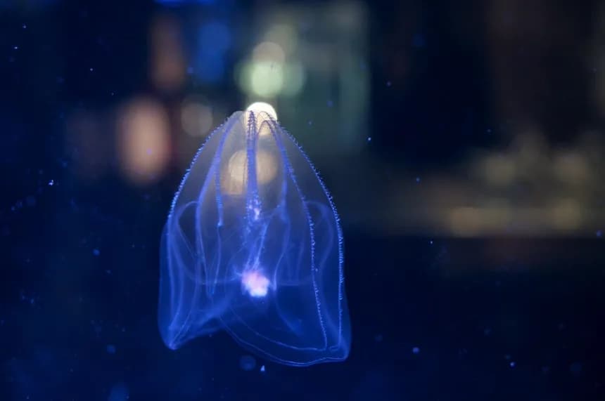 Jakie zwierzęta żyją w Bałtyku? Rzadkie gatunki i ich tajemnice