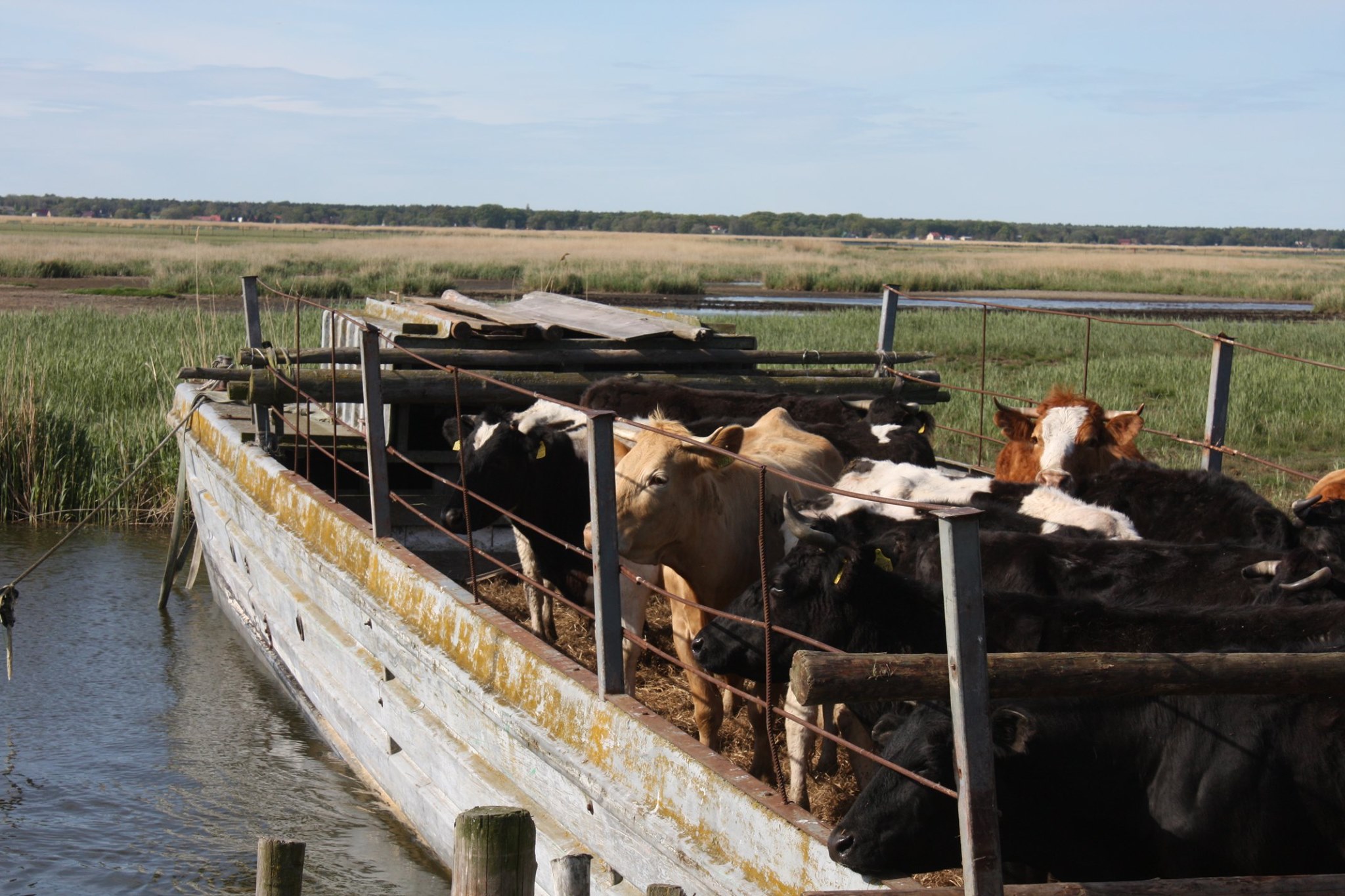 Koniec wypasu krów na czterech wyspach delty wstecznej Świny