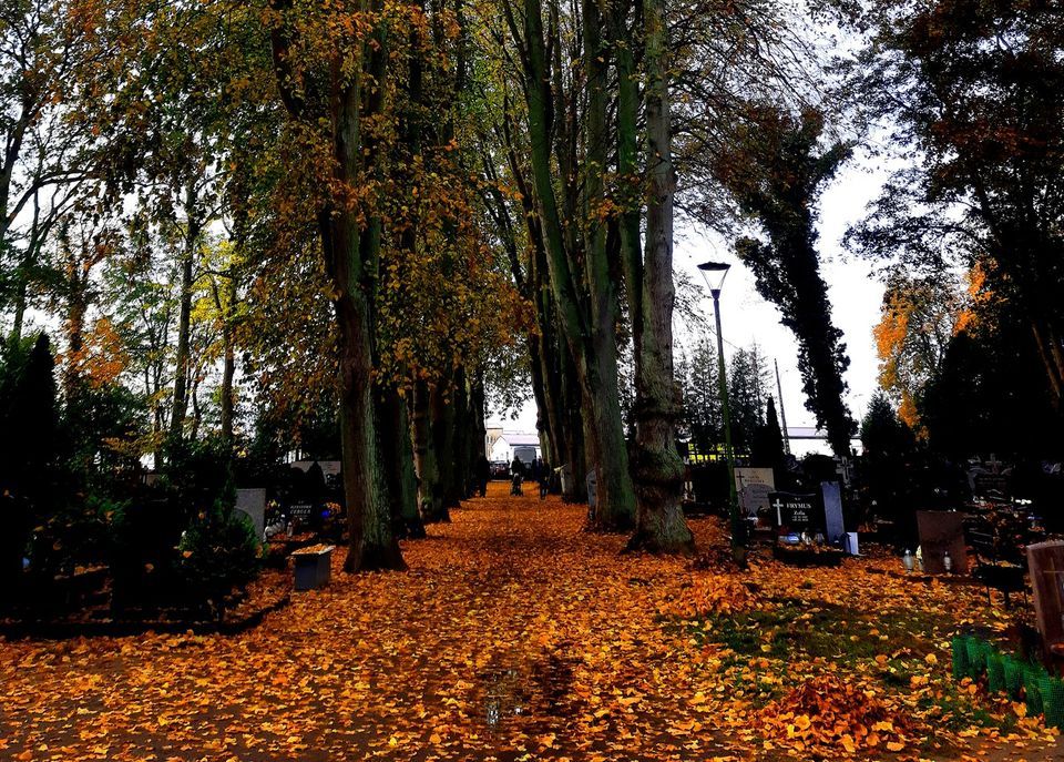 Wspomagają porządkowanie kamieńskiego cmentarza od 2013 roku